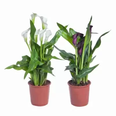 Калла Аметист Калла Аметист