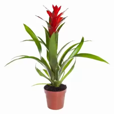 Гузмания Остара