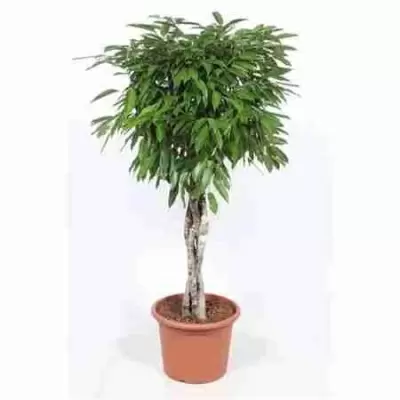 Фикус биннендийка Амстел Кинг переплетеный