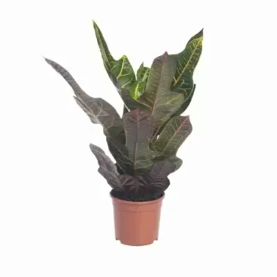 Бегония рекс Картагена