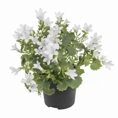 Кампанула Порто Белая