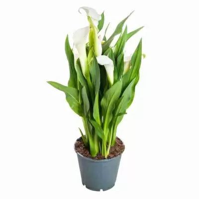 Калла Жемчуг Калла Жемчуг