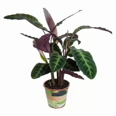 Калатея Варшевичи