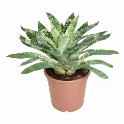 Вриезия  Нова 