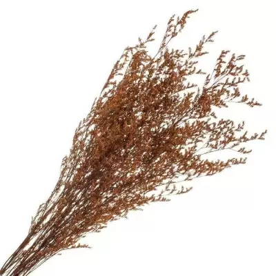 Эрагростис стабилизированный