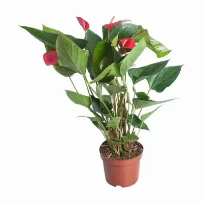 Антуриум андрианум Принцесс Алексия 