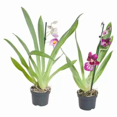 Мильтония ассорти 2 ст