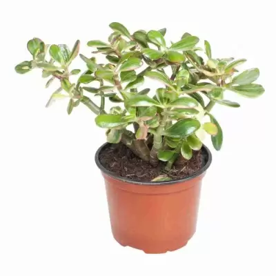 Крассула Хаммелс Сансет