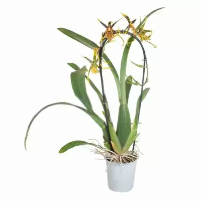 Брассия Саммер Дрим каскад 1 ст