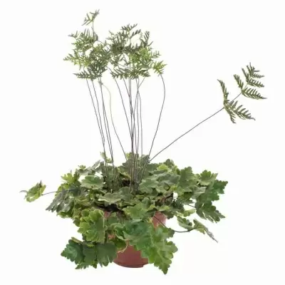 Дориоптерис Стоповидный