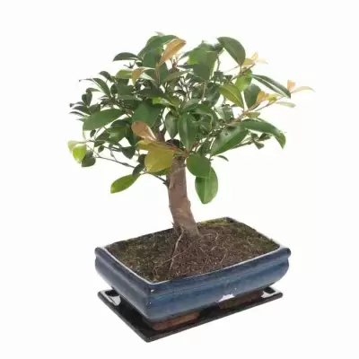 Бонсай Кармона модерн