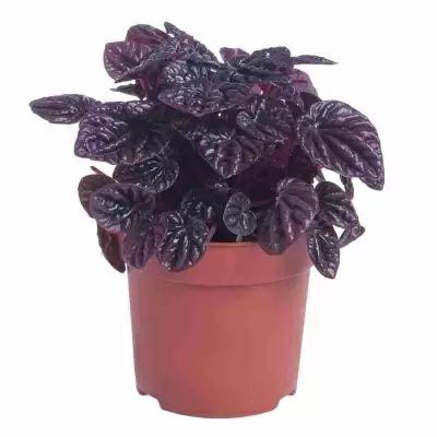 Пеперомия Каперата Шуми Красная