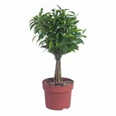 Фикус бенджамина Бабилатос