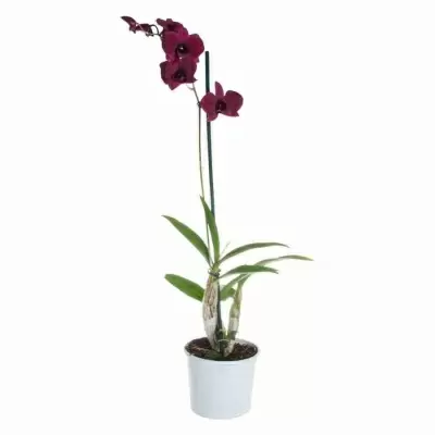 Дендробиум Санок Тай Блэк 1 ст