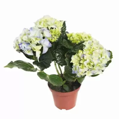 Гортензия Liberteen Гортензия Liberteen