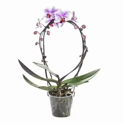 Фаленопсис Поинт 2 ст