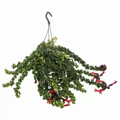 Эсхинантус Раста Эсхинантус Раста