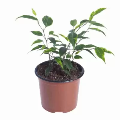 Фикус бенджамина Буши Кинг