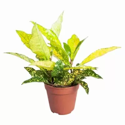 Кодиеум Голд Сан