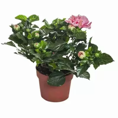 Гибискус Зарагоза