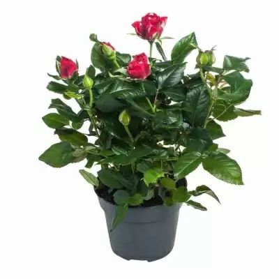 Роза патио Норико Роза патио Норико