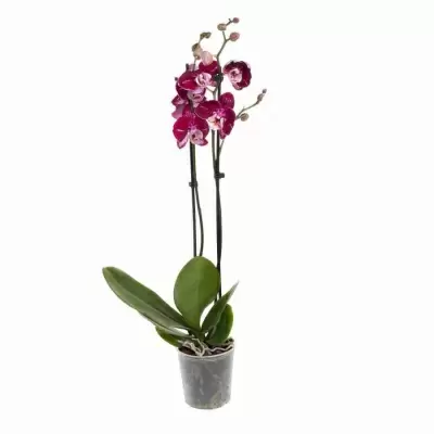 Фаленопсис Вайолет 2 ст