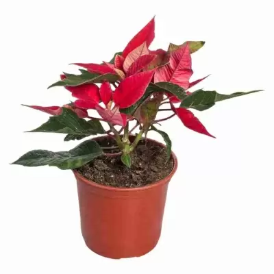 Пуансеттия Красная Пуансеттия Красная