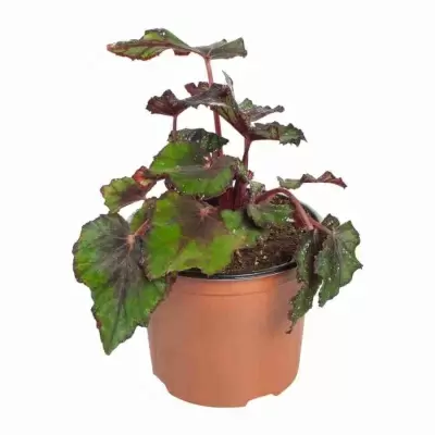 Бегония рекс Гибриден