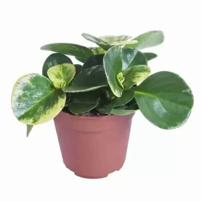 Пеперомия Голден Генуа