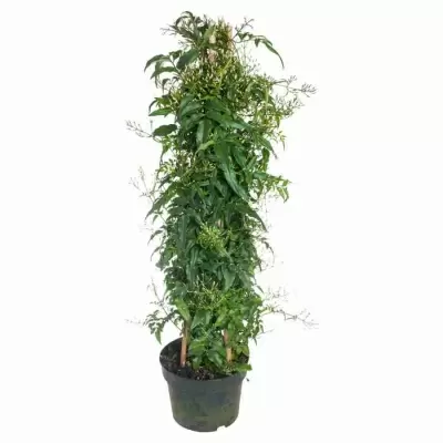 Жасмин многоцветковый пирамида