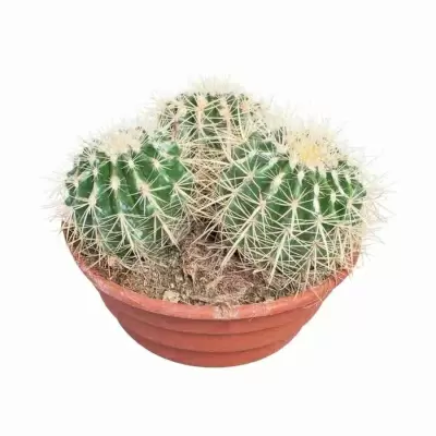 Эхинокактус Грузони мультибол