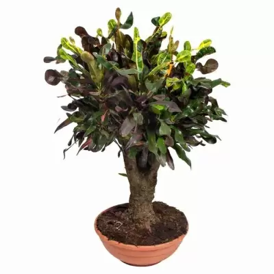 Кодиеум Мамми бонсай