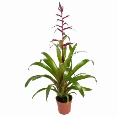 Тилландсия Лейболдиана Мора 