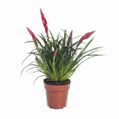 Вриезия Астрид