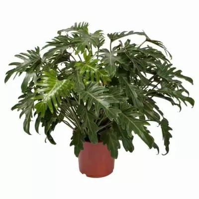 Филодендрон Ксанаду