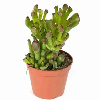 Крассула Овата Хоббит