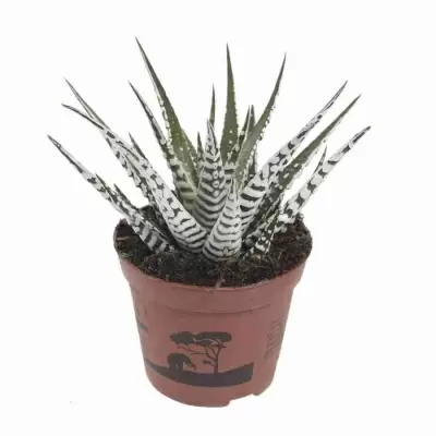 Хавортия аттенуата