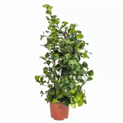 Фикус треугольный Гринхарт на решетке