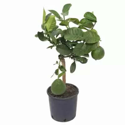 Лимон с плодами в горшке 