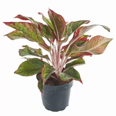 Аглаонема Люкс Аглаонема Люкс