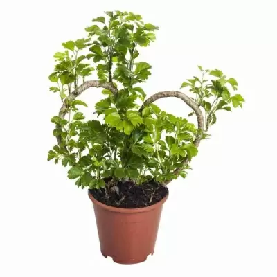 Полисциас Минг сердце