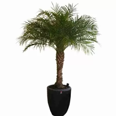 Финиковая пальма Робелена