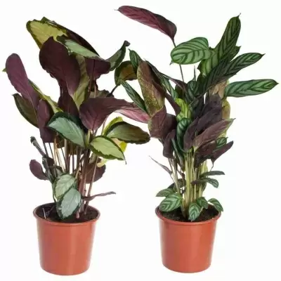 Калатея Микс