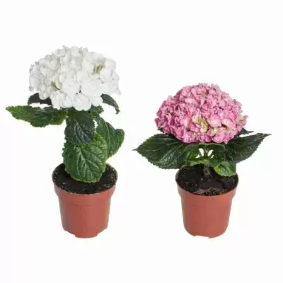 Гортензия кудрявая 1 шар микс Гортензия кудрявая 1 шар микс