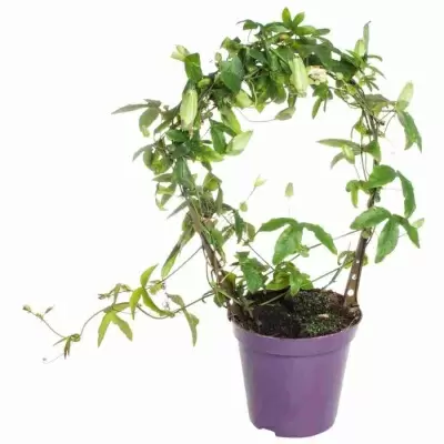 Пассифлора Язычковая