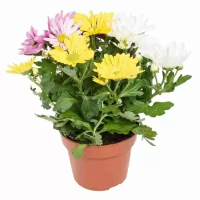 Хризантема Рок-Н-Ролл