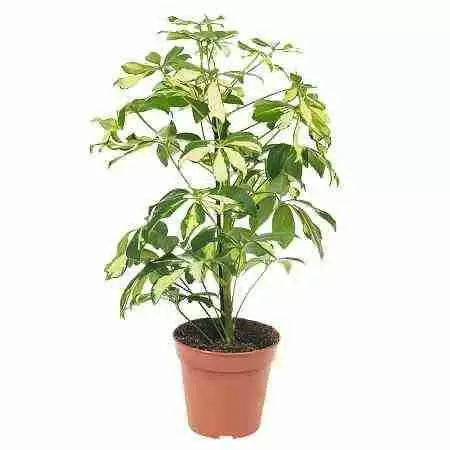 Шеффлера Герда