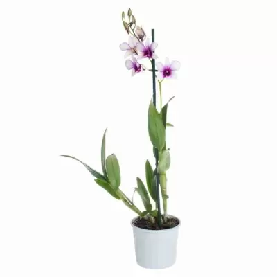 Дендробиум Санок Полар Файр 1 ст