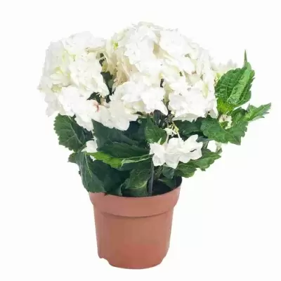 Гортензия Papillon Гортензия Papillon