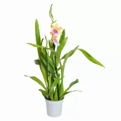 Мильтония Сансет 2 ст